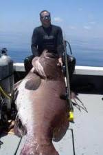 Watch National Geographic: Monster Fish - Nile Giant 123netflix