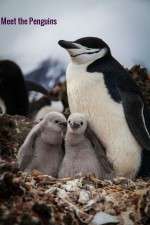 Watch Meet the Penguins 123netflix