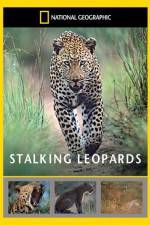 Watch National Geographic: Stalking Leopards 123netflix