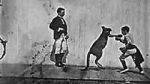 Watch The Boxing Kangaroo (Short 1896) 123netflix