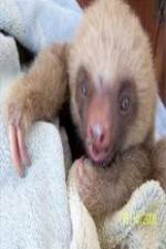 Watch Too Cute! Baby Sloths 123netflix