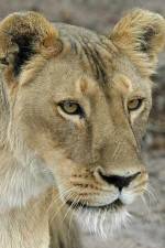 Watch Last Lioness: National Geographic 123netflix