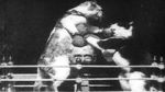 Watch The Boxing Cats (Prof. Welton\'s) 123netflix