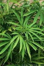 Watch Cannabis Whats The Harm Part 1 123netflix
