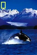 Watch National Geographic Killer Whales Of The Fjord 123netflix