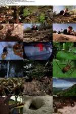 Watch National Geographic Wild - City Of Ants 123netflix