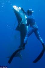 Watch Dive to Tiger Shark Central 123netflix