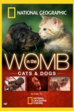 Watch National Geographic In The Womb  Cats 123netflix