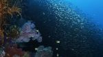 Watch Wild Window: Bejeweled Fishes 123netflix