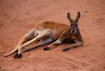 Watch Big Red: The Kangaroo King 123netflix