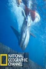 Watch National Geographic Shark Men Surfs Up 123netflix