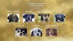 Watch American Humane Hero Dog Awards: 10th Anniversary Celebration (TV Special 2020) 123netflix