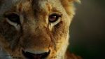 Watch Malika the Lion Queen 123netflix
