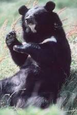 Watch National Geographic Wild : Black Bears Unleashed 123netflix