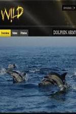 Watch National Geographic Wild Dolphin Army 123netflix