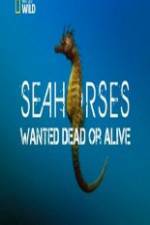 Watch National Geographic - Wild Seahorses Wanted Dead Or Alive 123netflix