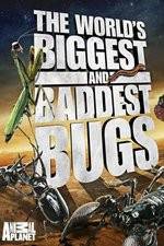 Watch Worlds Biggest and Baddest Bugs 123netflix