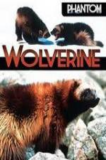 Watch National Geographic  Phantom Wolverine 123netflix