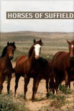 Watch Horses of Suffield 123netflix
