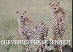 Watch Surviving the Serengeti 123netflix