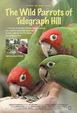 Watch The Wild Parrots of Telegraph Hill 123netflix