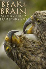 Watch Beak & Brain - Genius Birds from Down Under 123netflix