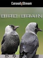 Watch Bird Brain 123netflix
