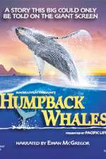 Watch Humpback Whales 123netflix