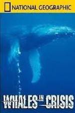 Watch National Geographic: Whales in Crisis 123netflix