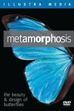 Watch Metamorphosis: The Beauty and Design of Butterflies 123netflix