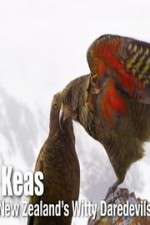 Watch Keas: New Zealand\'s Witty Daredevils 123netflix