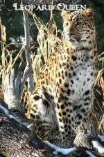 Watch National Geographic Leopard Queen 123netflix