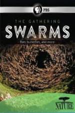 Watch Nature The Gathering Swarms 123netflix