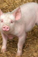 Watch Patent For A Pig: The Big Business of Genetics 123netflix