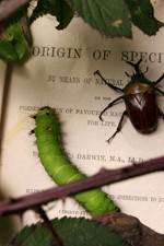 Watch Darwin's Struggle The Evolution of the Origin of Species 123netflix