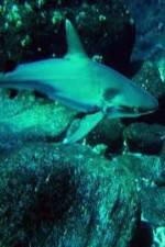 Watch National Geographic: Secret Shark Pits 123netflix