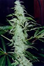 Watch Cannabis Whats The Harm Part 2 123netflix