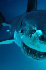 Watch National Geographic. Shark attacks investigated 123netflix
