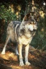 Watch National Geographic Wild - Inside the Wolf Pack 123netflix