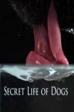 Watch Secret Life of Dog 123netflix