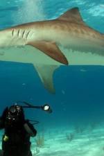 Watch Dive To Tiger Shark Central 123netflix