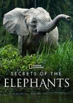 Watch Secrets of the Elephants 123netflix