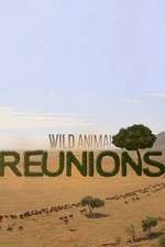 Watch Wild Animal Reunions 123netflix