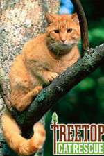Watch Treetop Cat Rescue 123netflix